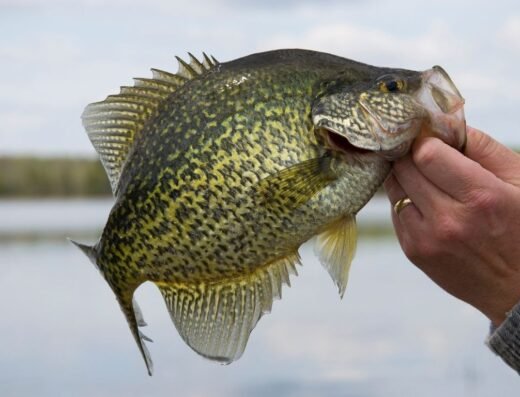 Fishing Charter 1